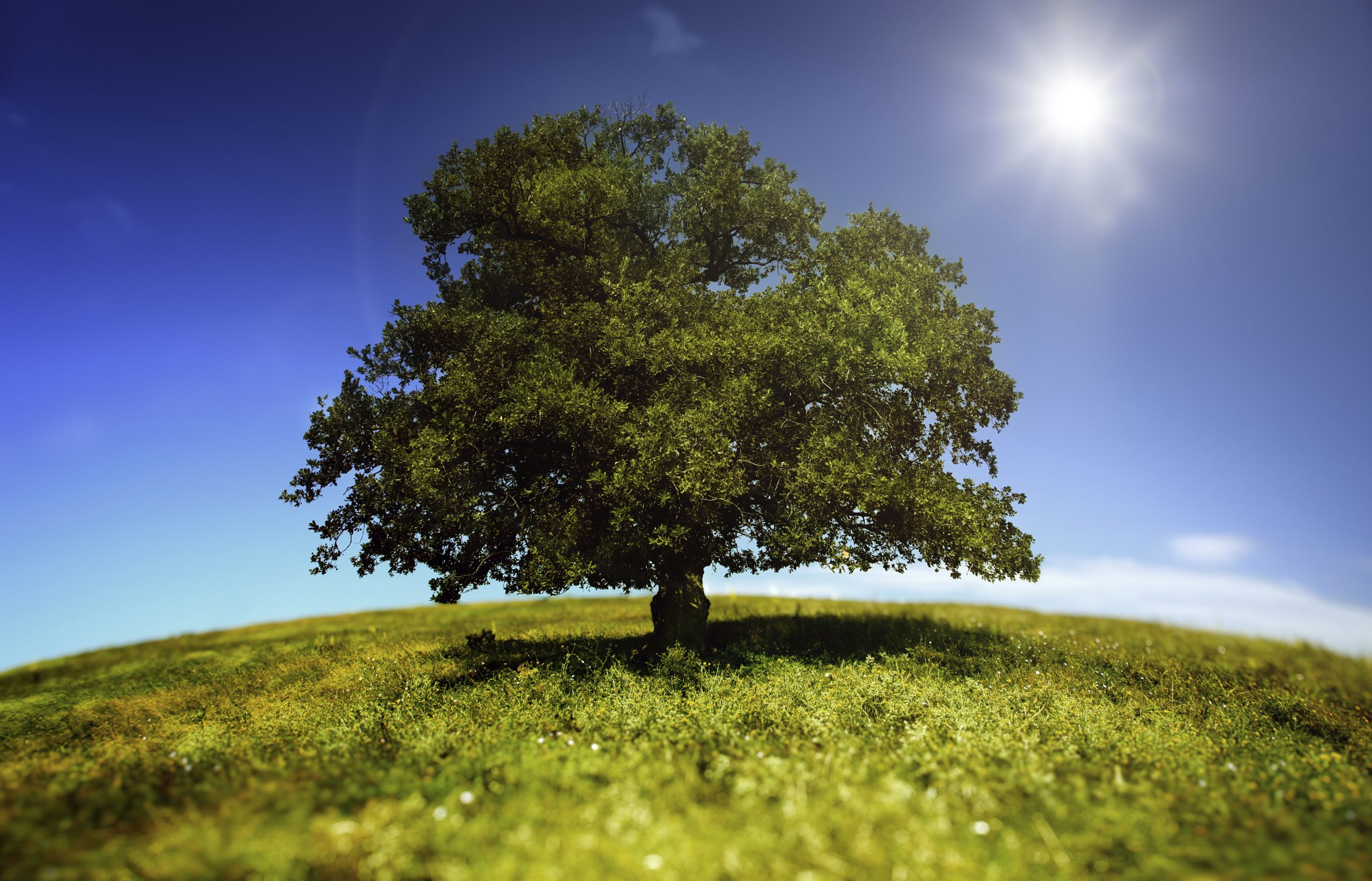 iStock_000014408068XLarge
